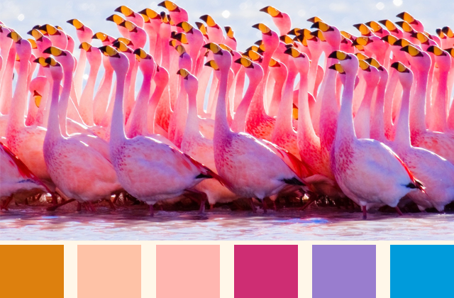 cartela-de-cores-flamingo