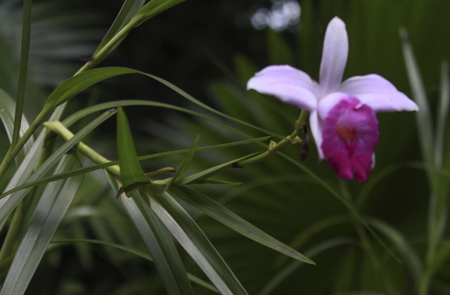 jardim-botanico-01