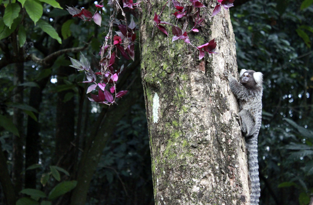 jardim-botanico-06