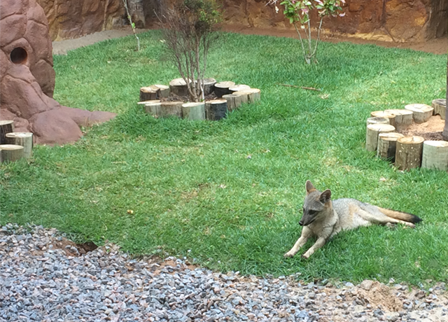 aquario natal lobo