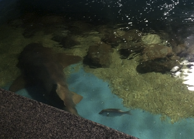 tubarao aquario natal